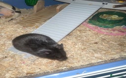 Hamster rodents for sale: Syrian hamster  - Image 4