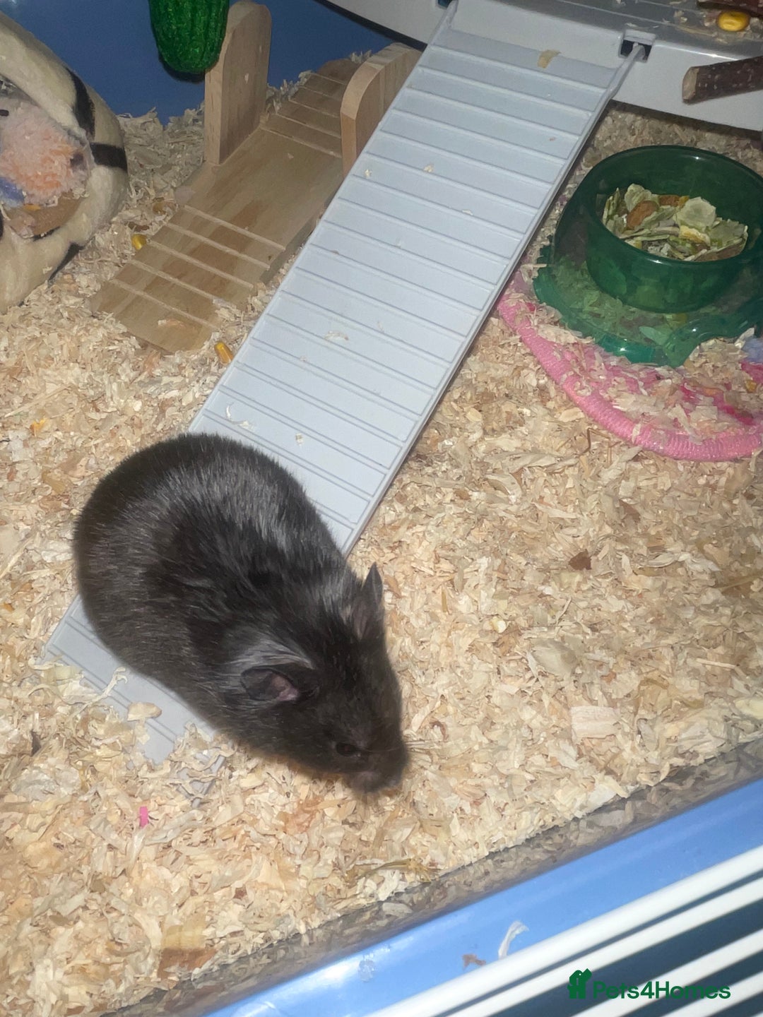 Hamster rodents for sale: Syrian hamster  - Image 4