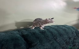 British Shorthair cats for sale: British shorthair silver spotted female  - Image 5