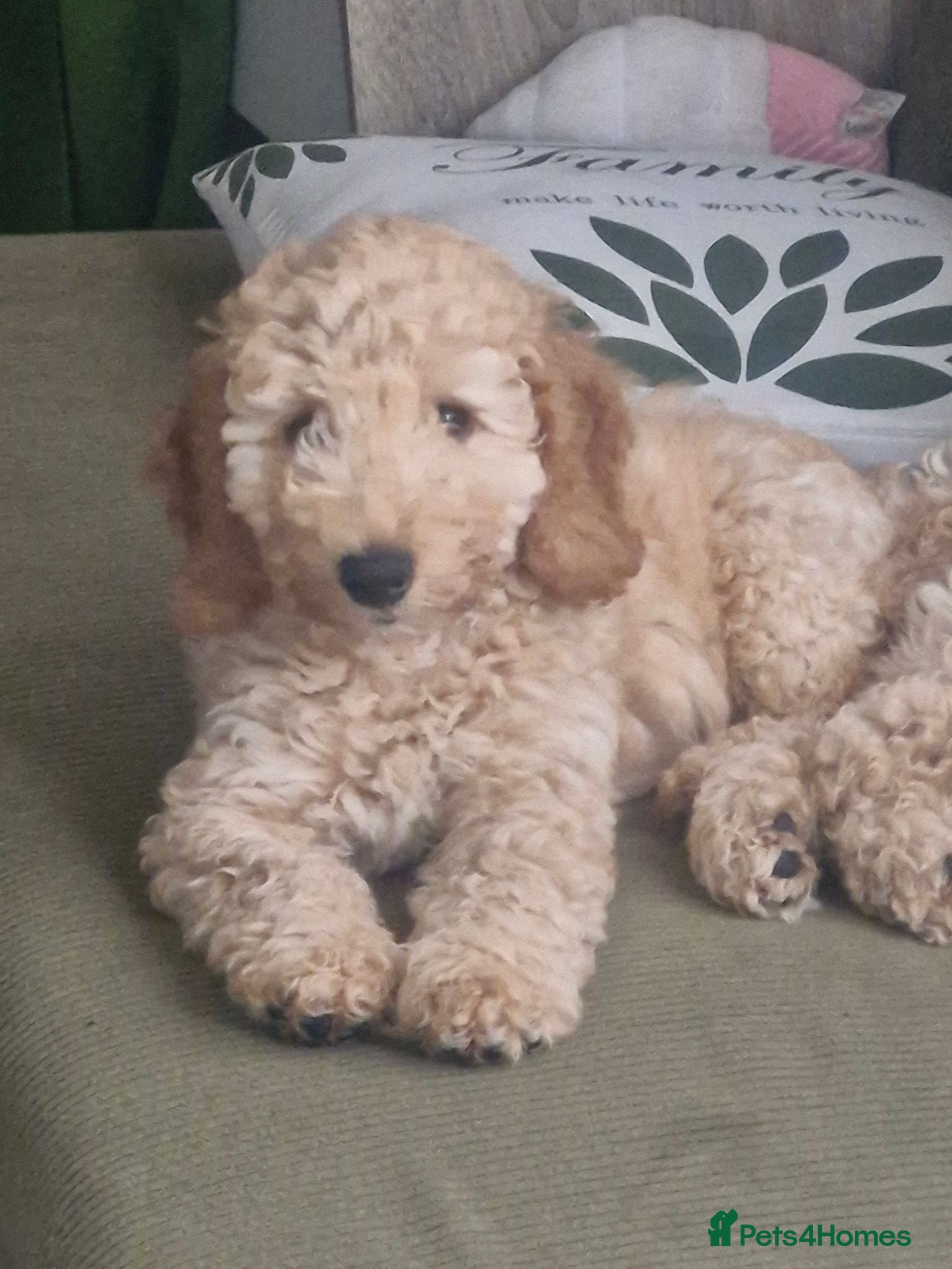 Mixed Breed dogs Adorable Cockapoo x  Labradoodle puppies - Advert 13