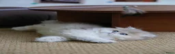 British Longhair cats for sale: Britsh longhair  - Advert 5