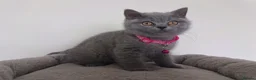British Shorthair cats for sale: Ready to go. Gccf registered blue BSH kittens - Advert 8
