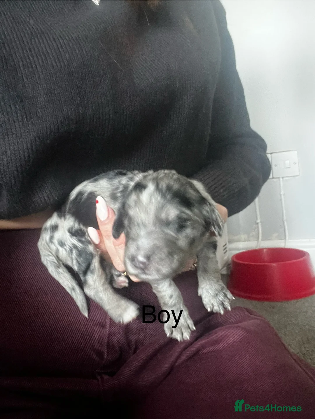 Cockapoo dogs for sale: Beautiful cockapoo puppies  - Advert 6