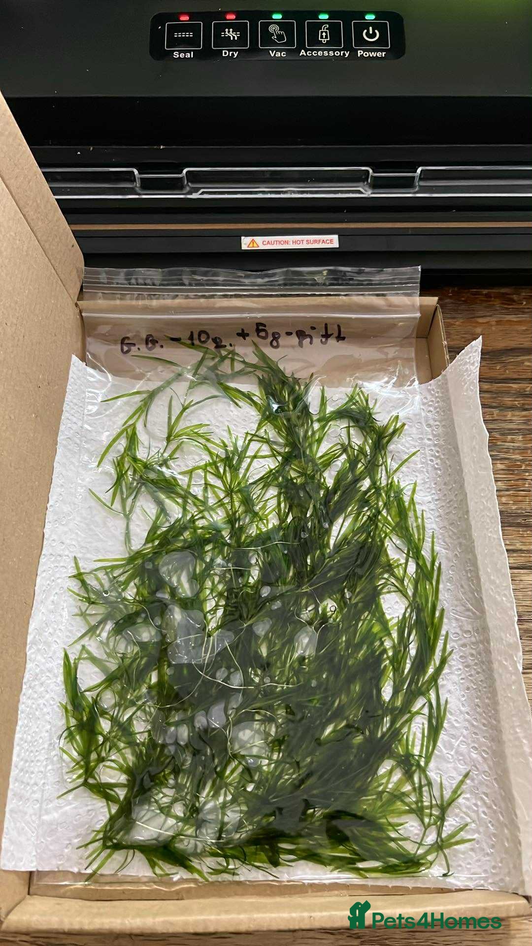 Corys fish for sale: Guppy grass*Riccia*CHEMICAL FREE*BUY 2 Get 1 FREE* - Advert 2