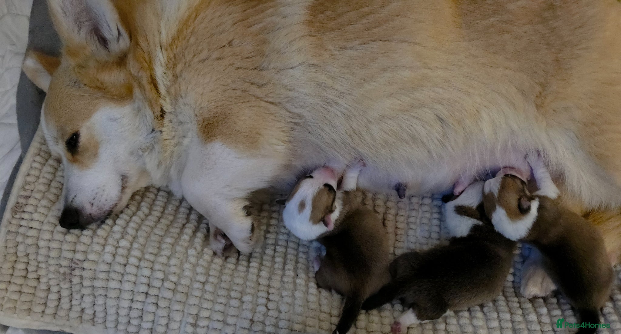 Welsh Corgi Pembroke dogs Corgi Puppies for Loving Homes – 1 Male, 2 Females - Advert 1