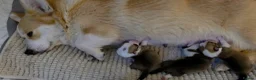Welsh Corgi Pembroke dogs for sale: Corgi Puppies for Loving Homes – 1 Male, 2 Females - Advert 1