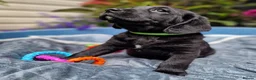 Springador dogs for sale: BEAUTIFUL SPRINGADOR PUPPIES - Advert 12
