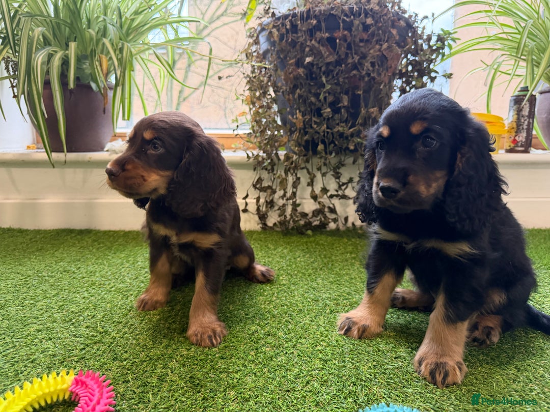 Cocker Spaniel dogs for sale: 7 Stunning Cocker Spaniel Puppies - Advert 4