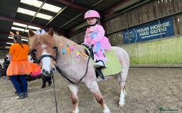 Welsh Section A horses for sale: Toni The Pony 10.3hh Mare 🦄 - Image 18