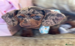 Miniature Dachshund dogs for sale: ❤️🐾💫 Outstanding Miniature Dachshunds 🐾❤️💫 - Image 15