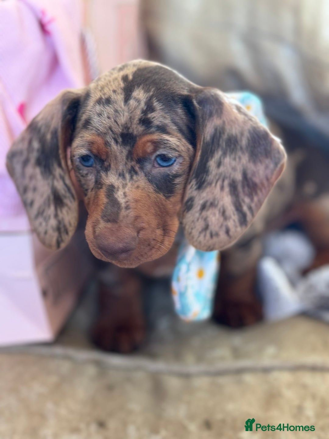 Miniature Dachshund dogs for sale: ❤️🐾💫 Outstanding Miniature Dachshunds 🐾❤️💫 - Image 15