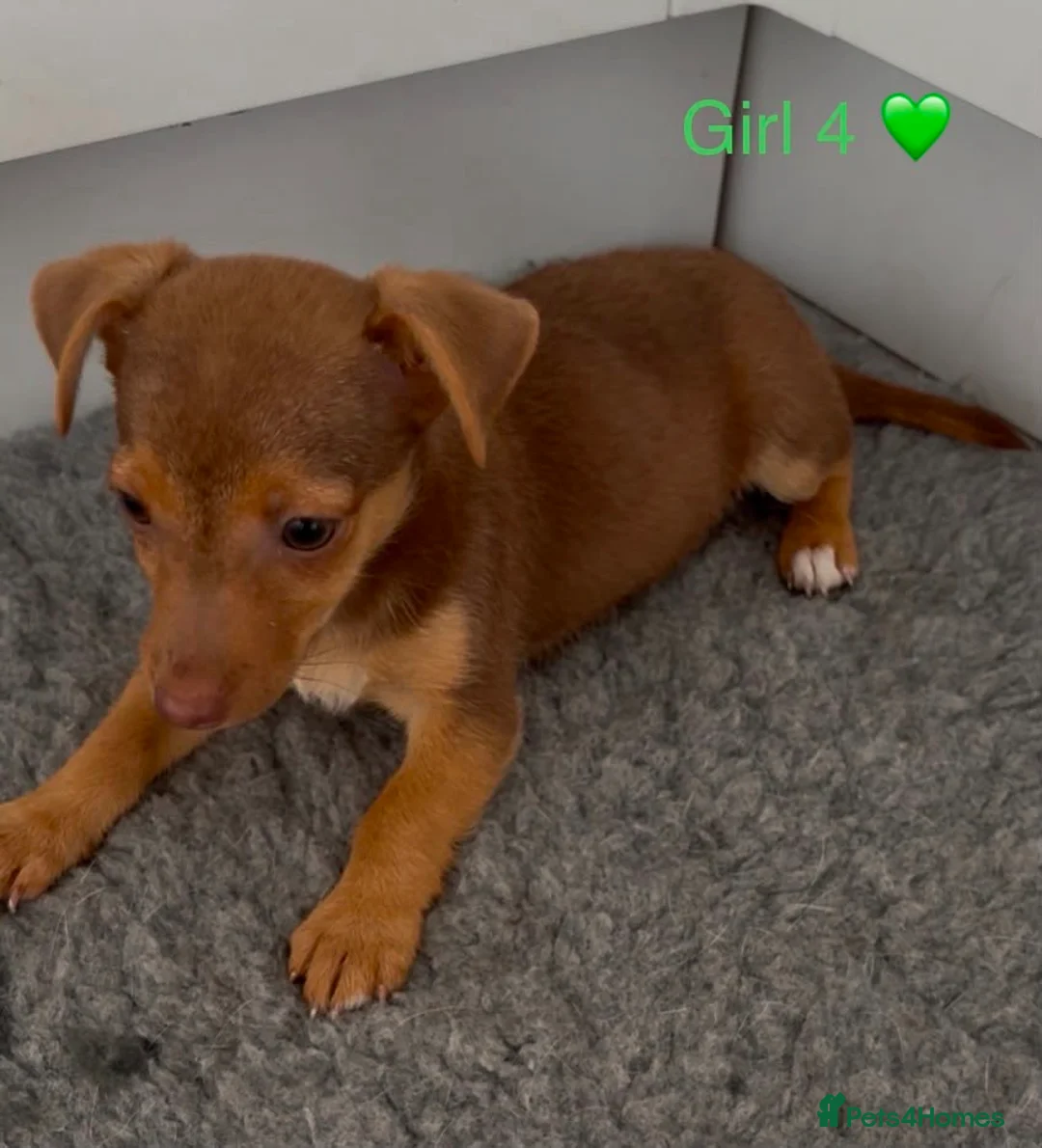 Jack Russell dogs for sale: 2 Girls Left 🩷 Jack Russell Puppies  🩷 - Advert 10