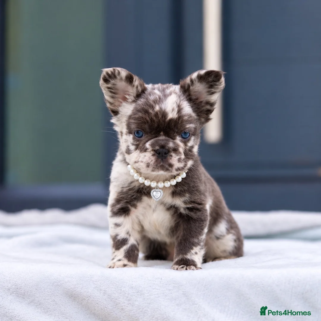 French Bulldog dogs for sale: 💎Quality Fluffy Frenchie💎 - Advert 12