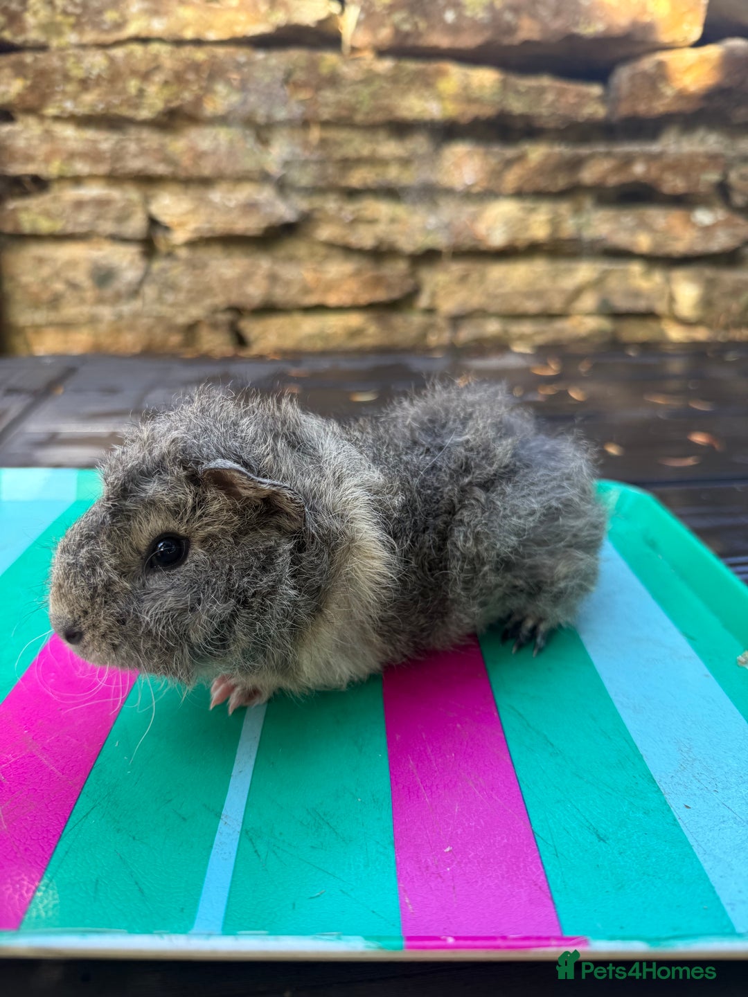 Guinea Pig rodents for sale: Gorgeous Peruvian X Boy 👀🏡 - Image 2