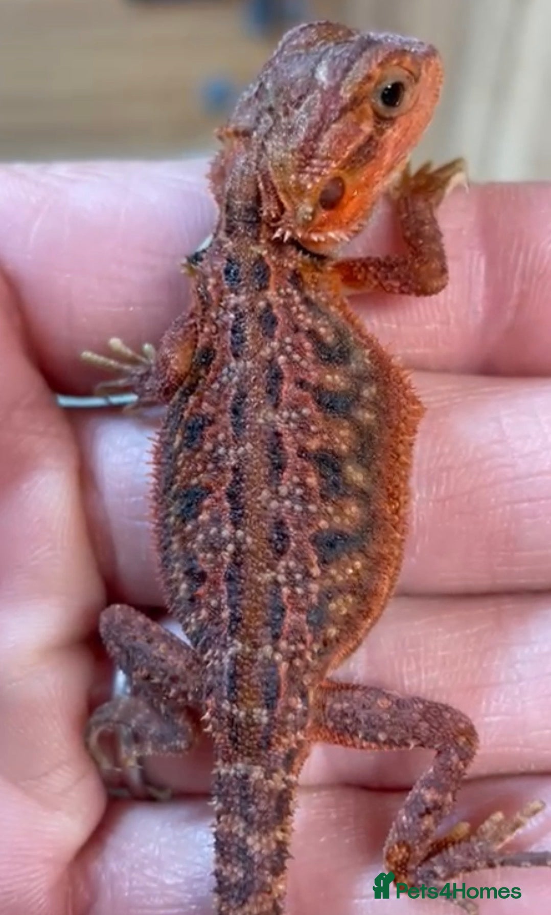 Bearded Dragon reptiles Red Monster Genetic Stripe Zero Hypo Trans License - Advert 1