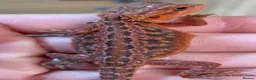 Bearded Dragon reptiles for sale: Red Monster Genetic Stripe Zero Hypo Trans License - Advert 1
