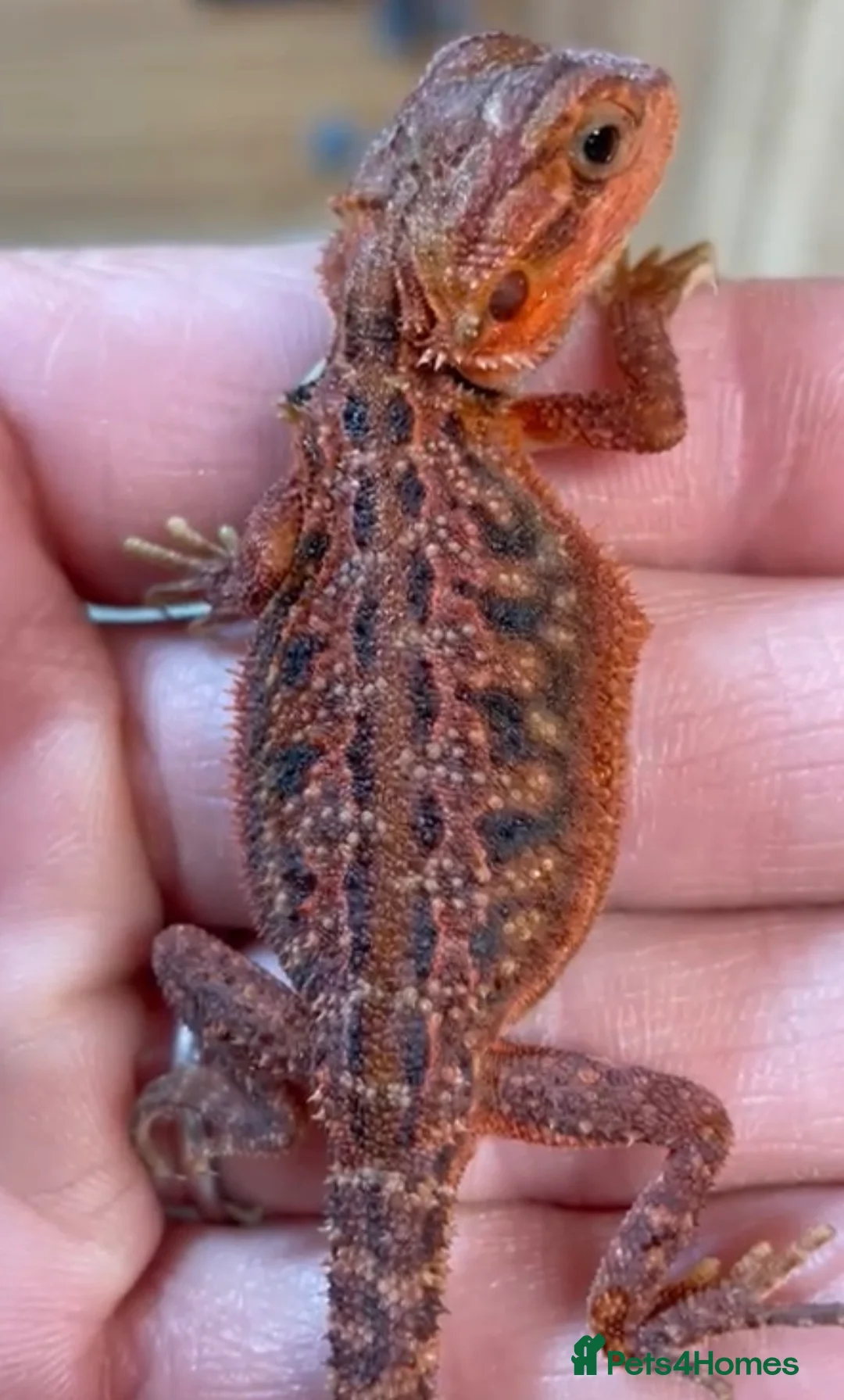 Bearded Dragon reptiles for sale: Red Monster Genetic Stripe Zero Hypo Trans License - Advert 1