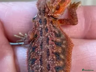 Bearded Dragon reptiles Red Monster Genetic Stripe Zero Hypo Trans License - Advert 1