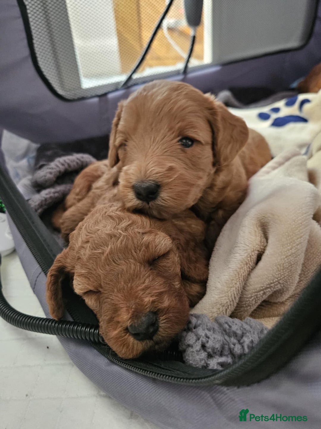 Cockapoo dogs for sale: 2 beautiful cockapoos for sale  in Scarborough - Image 2