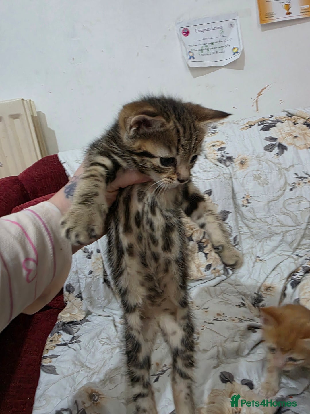 Mixed Breed cats for sale: 2 lovely girls looking for forever home  - Image 5