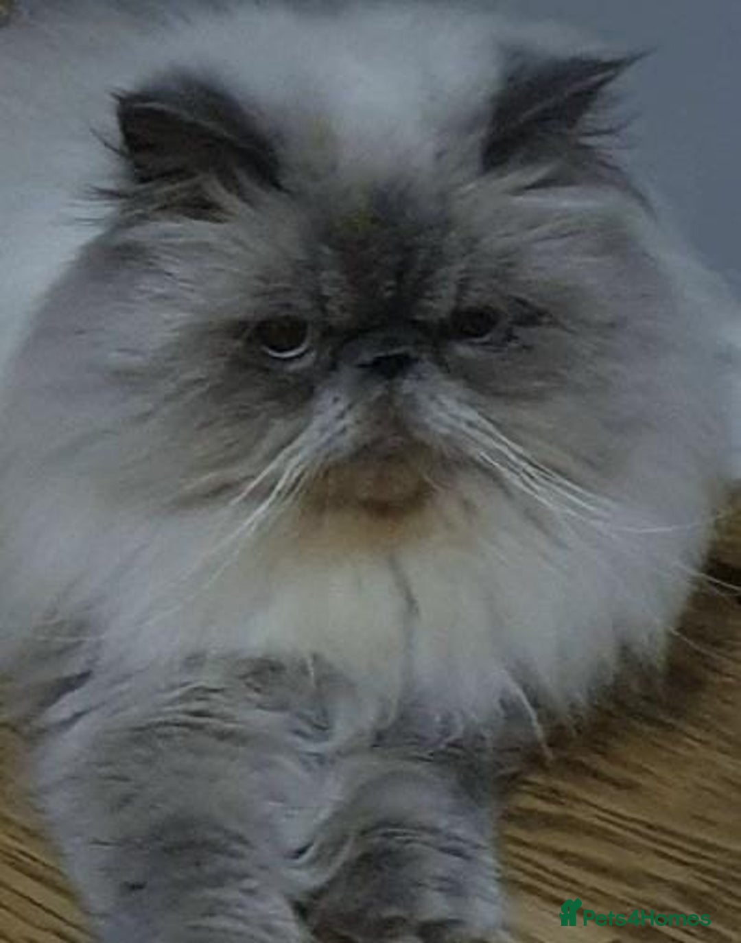 Persian cats for sale: 4 ADORABLE LITTLE CUTIE PIES, (READY 9TH JAN)  - Advert 29