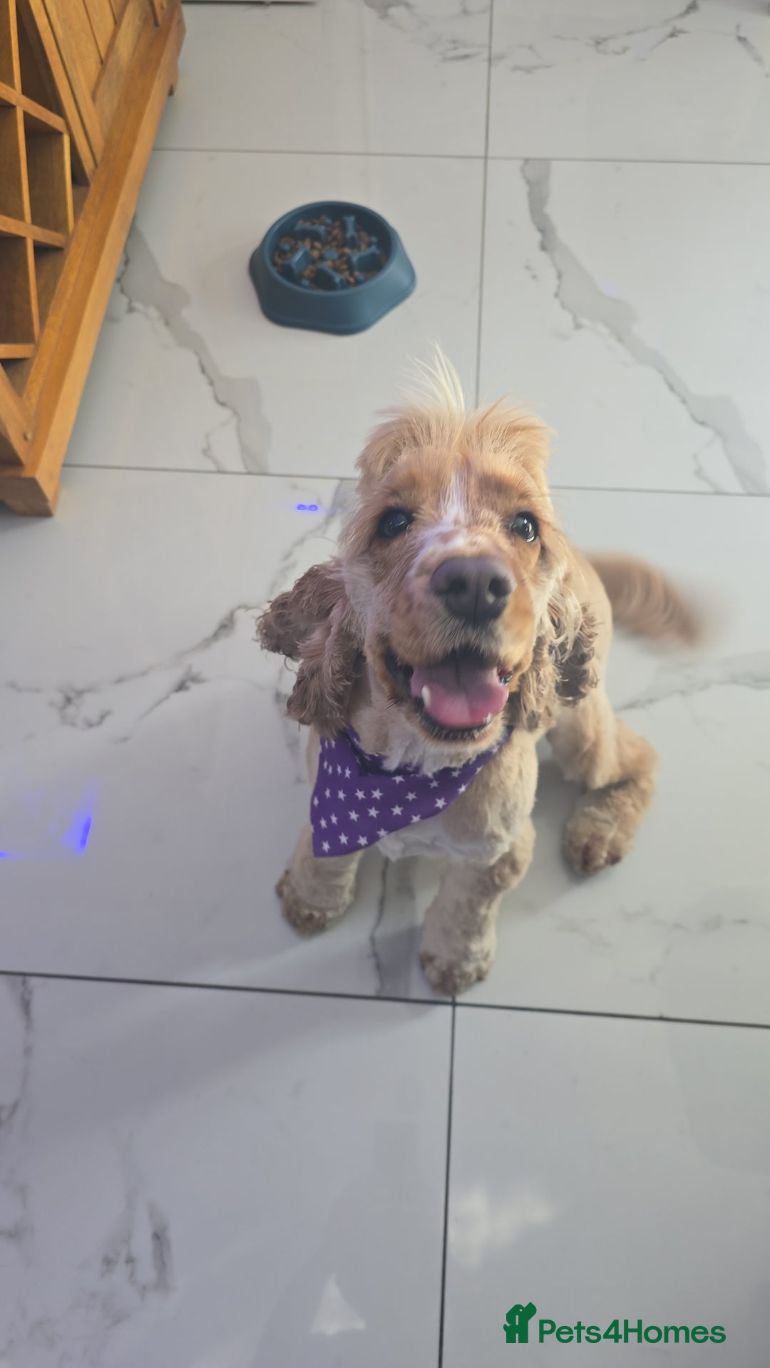 Cocker Spaniel dogs for sale: Show cocker spaniel - Image 2