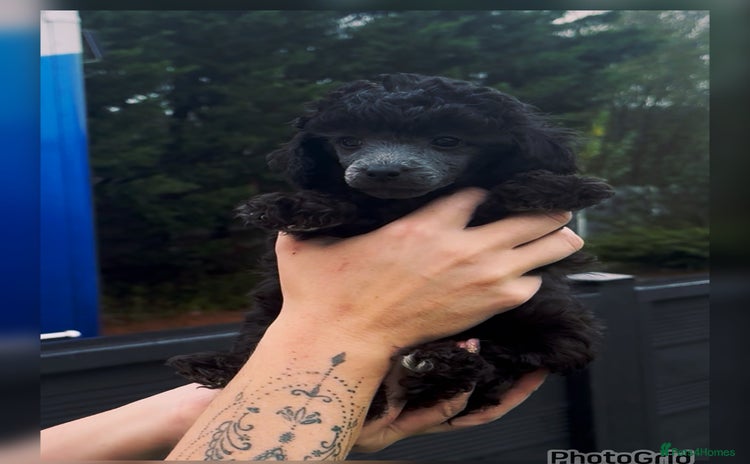 Miniature Poodle dogs - Advert 12