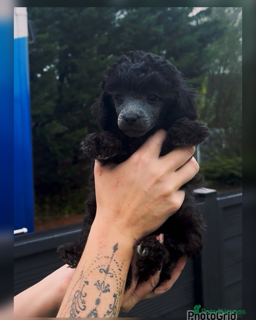 Miniature Poodle dogs for sale: Last one Silver mini poodles  - Advert 7