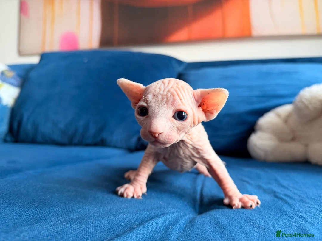 Sphynx cats for sale: Stunning blue sphinx kittens  - Advert 2