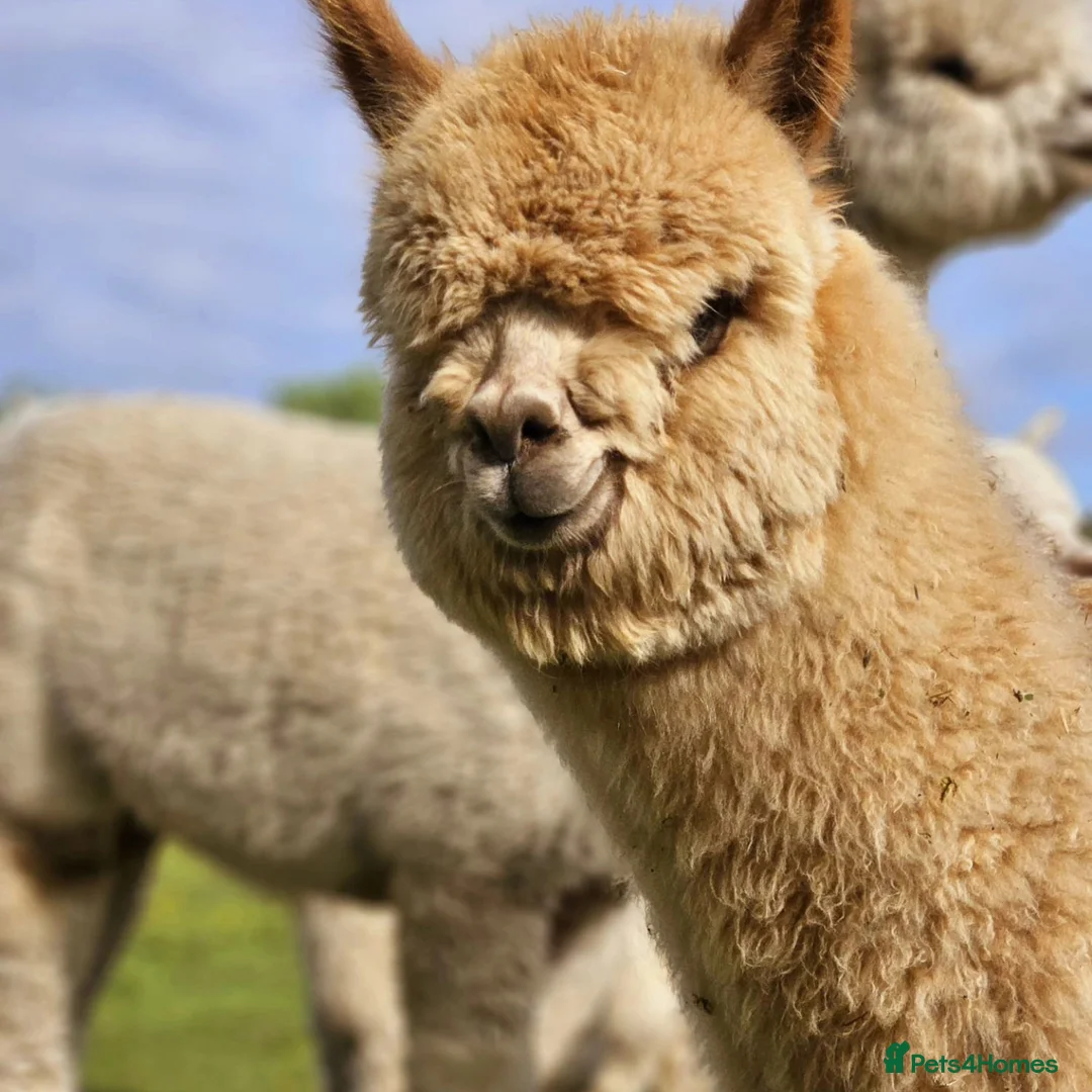 Alpaca livestock for sale: Walking boys - Advert 8