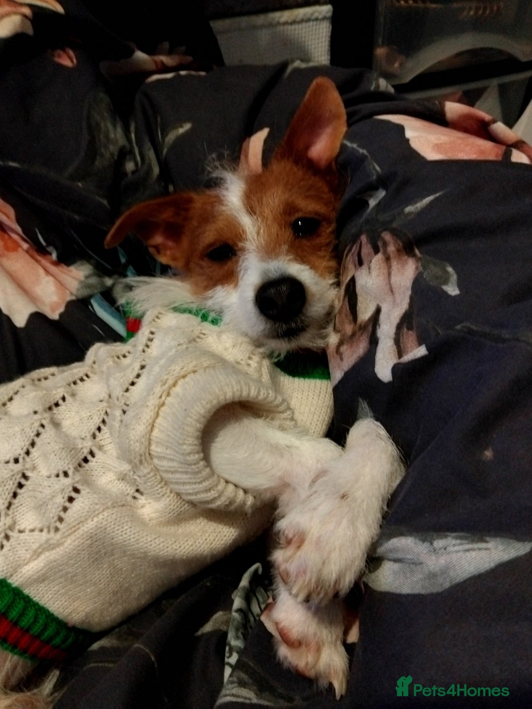 Mixed Breed dogs for sale: Beautiful YorkieRussell pups for sale! Small size  - Image 24