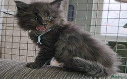 Maine Coon cats for sale: GCCF Registered Pedigree Maine Coon Kittens - Image 11