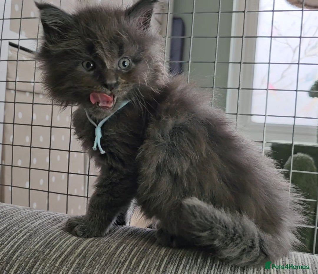 Maine Coon cats for sale: GCCF Registered Pedigree Maine Coon Kittens - Image 11