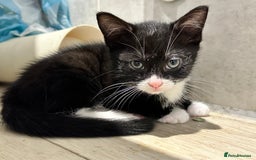 Mixed Breed cats for sale: Playful kitties in Middlewich - Image 6