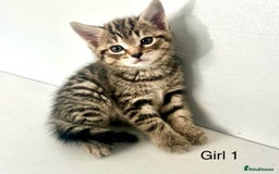 Bengal cats for sale: Gorgeous Bengal kittens ready on go 26th September - Image 1