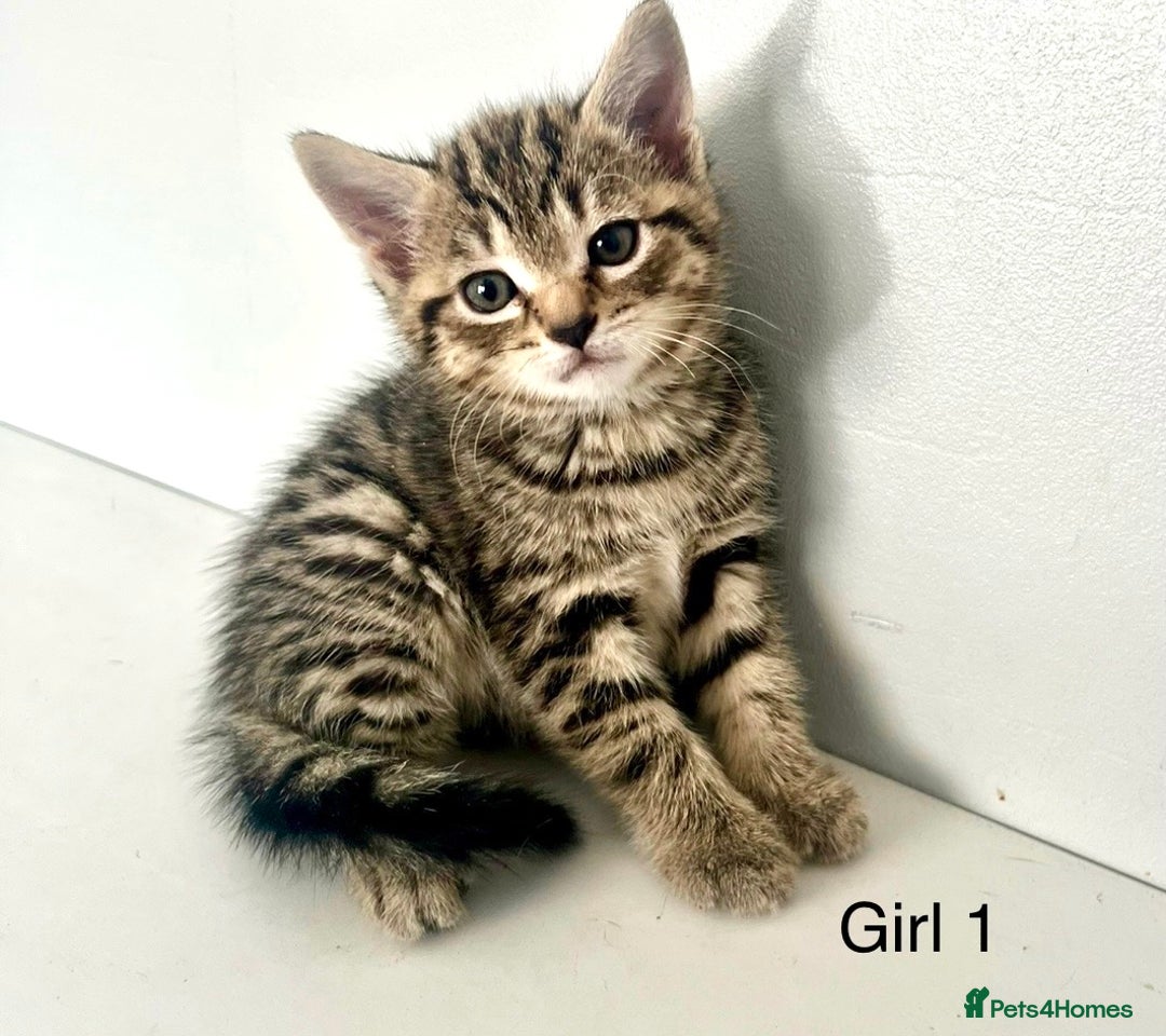 Bengal cats for sale: Gorgeous Bengal kittens ready on go 26th September - Image 1