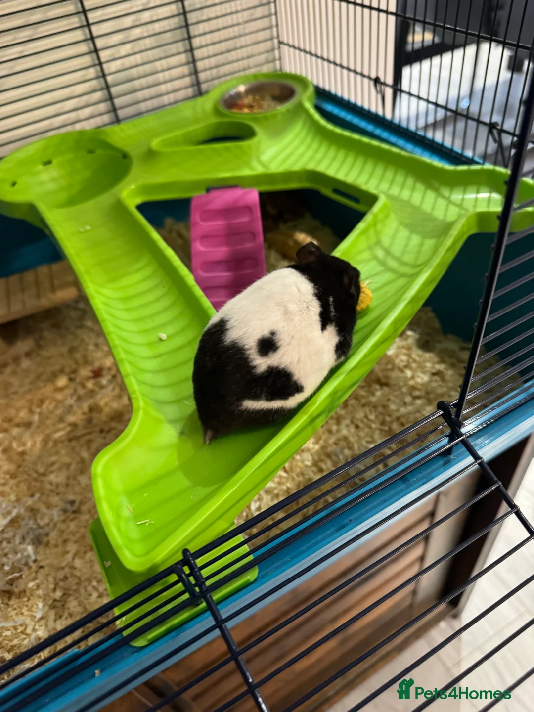 Hamster rodents for sale: Hamster and all accessories  - Advert 2