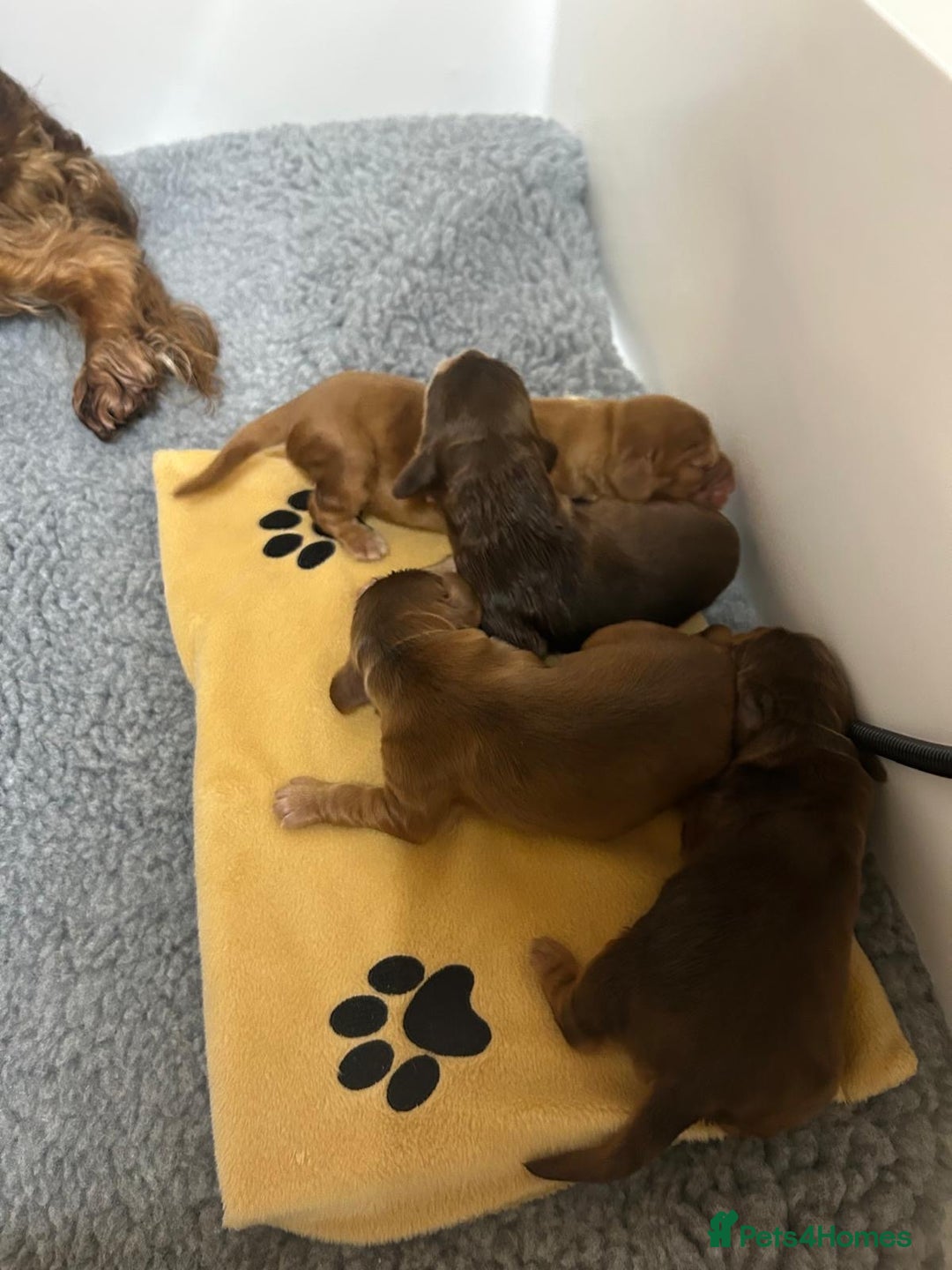 Cocker Spaniel dogs for sale: Show Cocker Spaniel Puppies - Advert 7