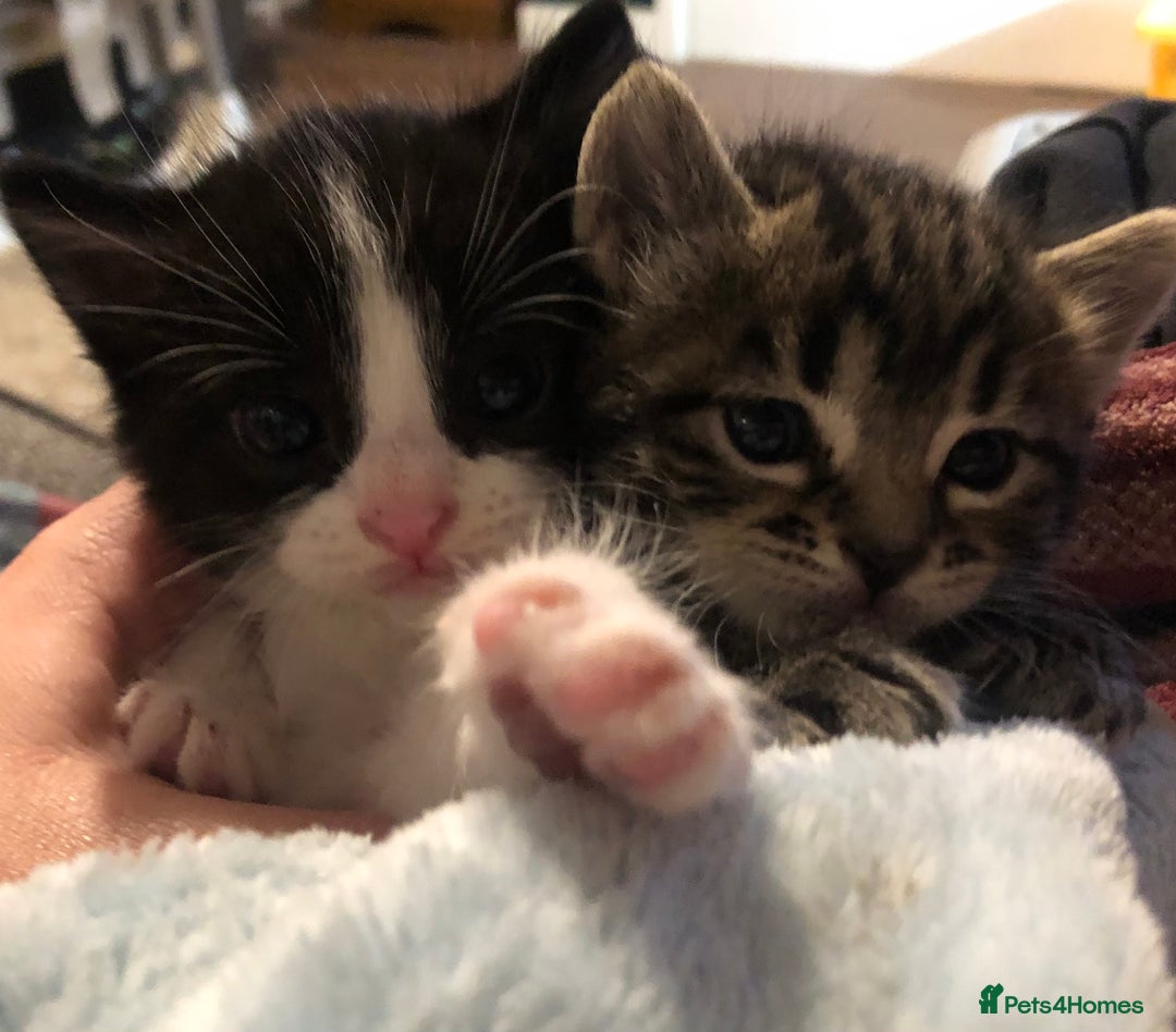 Mixed Breed cats for sale: 3 Beautiful Kittens - Advert 2