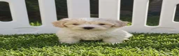 Maltipoo dogs for sale: Maltipoo Puppies READY TO LEAVE  - Advert 15