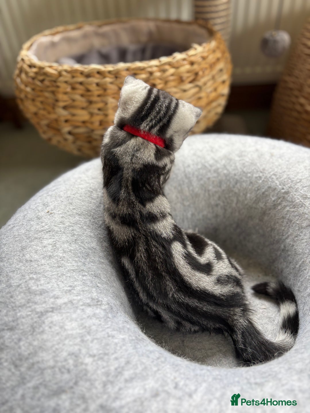 British Shorthair cats for sale: ❤️❤️ GORGEOUS SILVER TABBY BSH GCCF ❤️❤️ - Image 10