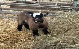 Goats livestock for sale: Pygmy kids for sale  - Image 1
