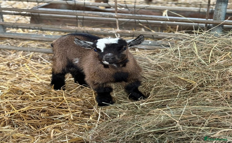 Goats livestock - Advert 2