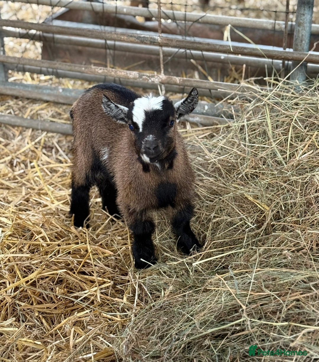 Goats livestock for sale: Pygmy kids for sale  - Image 1