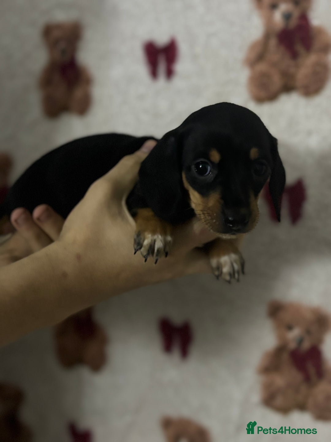 Dachshund dogs for sale: 🎅beautiful dachshund puppies🎅 - Advert 4