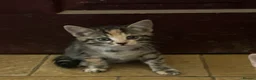 Mixed Breed cats for sale: Long & short haired kittens males and females  - Advert 3