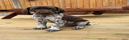 German Shorthaired Pointer dogs for sale: Ready to Leave 1 Male Left Otti 🐾🩵 - Advert 24