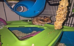 Hamster rodents for sale: Beautiful friendly female hamster  - Image 3