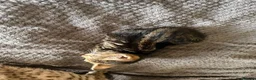 Bengal cats for sale: Gorgeous Kittens Looking for forever homes  - Advert 6