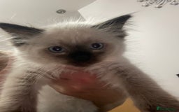 Ragdoll cats for sale: Ragdoll  - Image 5